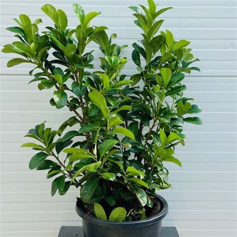 Prunus L Etna Laurierkers Cm In Liter Pot Tas Boomkwekerij