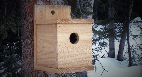 6 Easy DIY Free Bird House Plans - Greenmoxie™