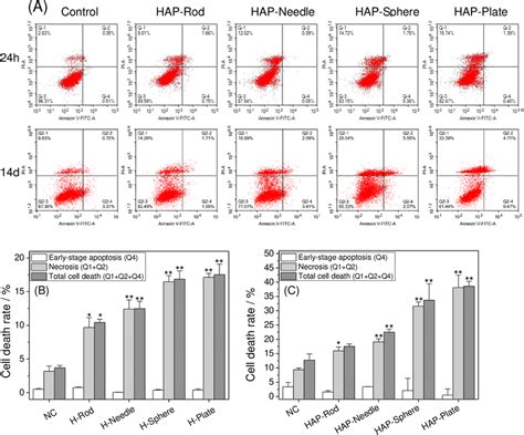 Apoptosis and necrosis assay of A7R5 cells exposed to 200 μg mL HAP