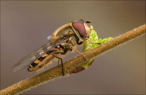 Behaarte Schwebfliege Syrphus Torvus Forum F R Naturfotografen