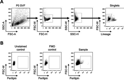 Gating Strategy For The Isolation Of B B Cells A Flow Cytometry