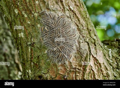 Oak Processionary Thaumetopoea Processionea Caterpillars Of The Oak