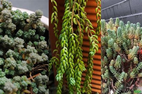 36 Best Sedum Varieties and Types You Can Add to Your Collection ...