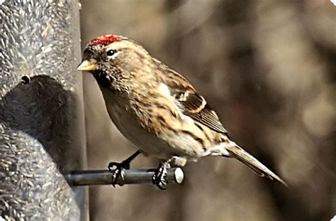 David Hastings' Bird & Insect Images - Lesser Redpoll (Carduelis cabaret)