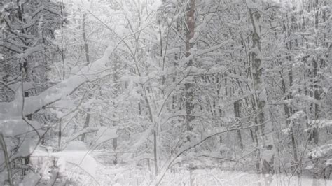 Winter Storm Sound Forest Heavy Blizzard Snowstorm Ambience Howling