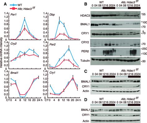 MRNA And Protein Expression Levels Of Clock Genes In WT And Hdac3