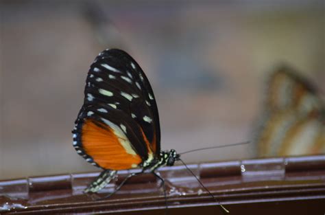 Photo Gallery Friday Butterflies Are Blooming At Frederik Meijer