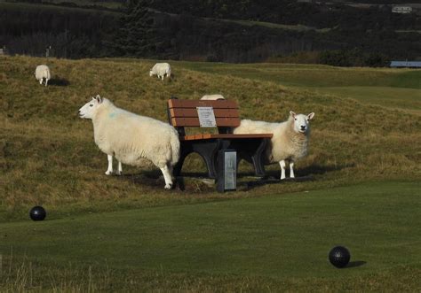 Sheep At Brora Golf Course Bobs Seat Tee Brora Ol Sandy