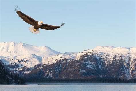 5,200+ Eagle Flying Mountains Stock Photos, Pictures & Royalty-Free ...