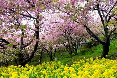 Sfondi Fiorire Primavera Pianta Albero Rosa Fiore Di Ciliegio