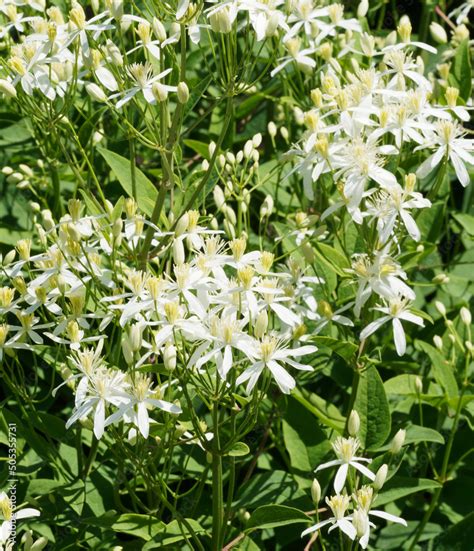 Foto Stock Clematis Recta Aufrechte Waldrebe Mit Viele Bl Ten