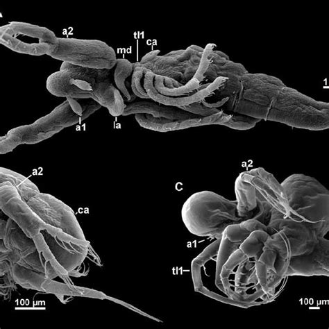 (PDF) Phylogeny of Branchiopoda (Crustacea)—Character evolution and contribution of uniquely ...