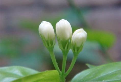 茉莉花上盆小技巧，知道這幾點，一周就能緩苗成功，新葉蹭蹭長 每日頭條