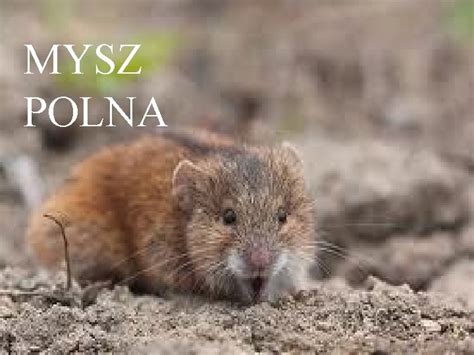 Prezentacja Powietrze Ogie Ziemia Woda Cztery Ywioy Prezentacje