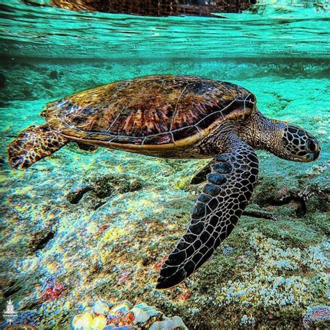 Sea Turtle Save The Sea Turtles Beautiful Sea Creatures Ocean Creatures