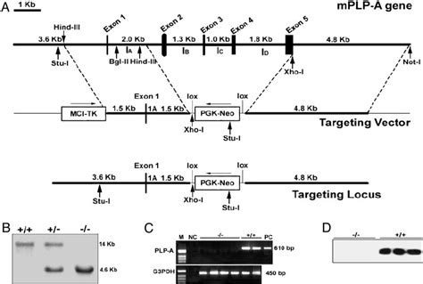 Targeted disruption of the PLP-A gene in mice. ( A ) Schematic maps of ... 