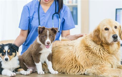 New Licensed Veterinary Technician Lvt Apprenticeship Program Coming