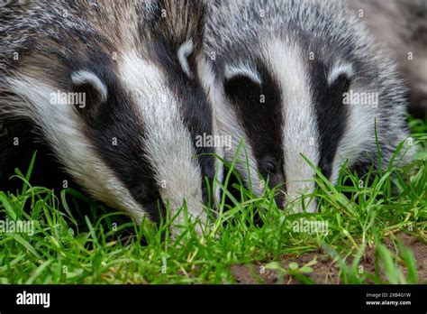 Badger Close Up Hi Res Stock Photography And Images Alamy