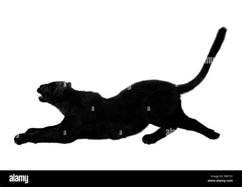 Digital D Render De Un Gran Gato Pantera Negra Estiramiento Aislado