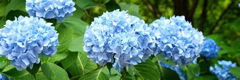 Our Favourite Blue Flowers | Flying Flowers