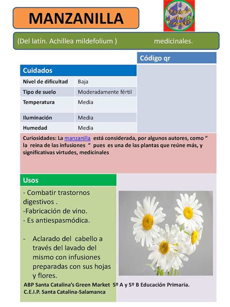 Fichas De Plantas Medicinales Lluvia De Plantas Calameo Downloader