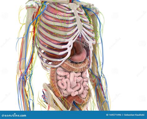 The Abdominal Organs Stock Illustration | CartoonDealer.com #169371565