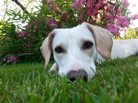 Molly | Modern Dog magazine
