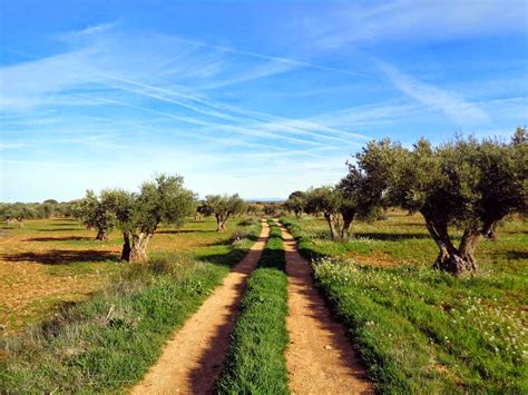 Rutas Mtb Madrid Belmonte Del Tajo