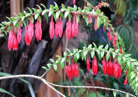 Agapetes serpens [Family: Ericaceae] Hummingbird Plants, Butterfly Weed, Natural Phenomena ...