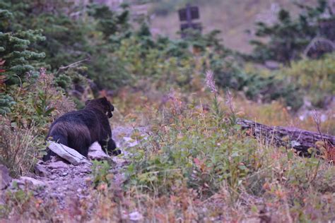 Wolverine : r/GlacierNationalPark