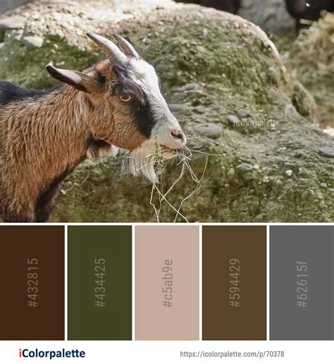 Color Palette Ideas From Goats Goat Horn Image Icolorpalette