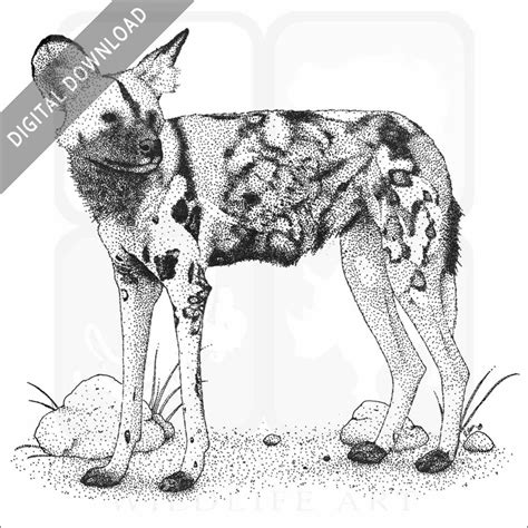 Stock Art Drawing of an African Wild Dog - inkart