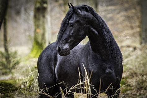 Friesian Horse Wallpaper