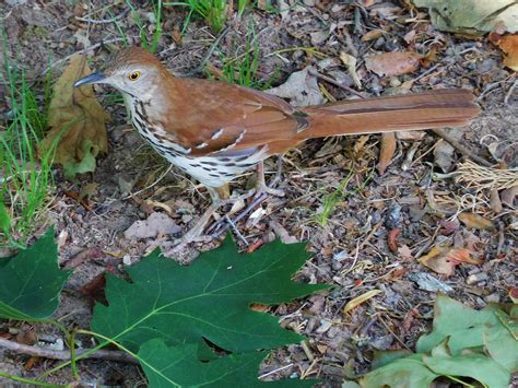 Brown Thrasher Brown Thrasher Thrasher Nature View