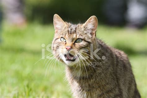 Scottish Wildcat Stock Photo | Royalty-Free | FreeImages