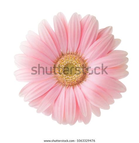 Light Pink Gerbera Flower Isolated On Stock Photo 1063329476 Shutterstock