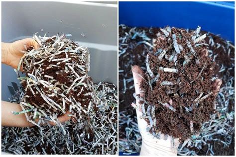 Two Images Both Of Hands Holding Bedding Material Over A Worm Bin