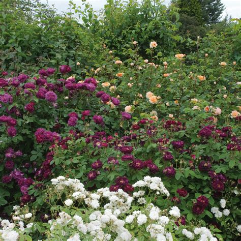 Tuscan Rose Gardens Tuscan Rose, Terranuova Bracciolini, Arezzo | Plum
