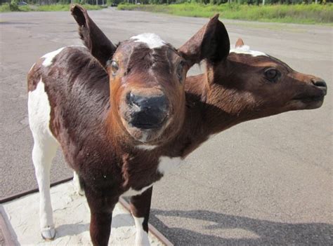 Own Your Own Two Headed Calf Taxidermy Boing Boing