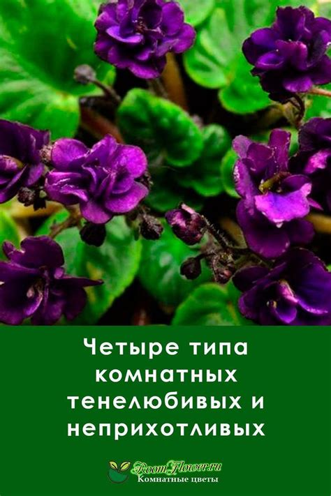 Четыре типа комнатных тенелюбивых и неприхотливых растений | Flowers ...