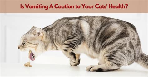 The Secrets behind Cat Vomiting - Causes and Preventions – Pawsona