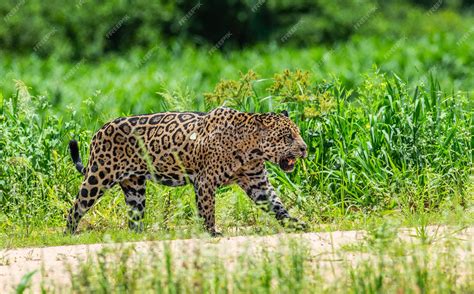 Premium Photo | Portrait of a jaguar in the jungle