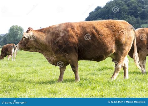 Red Cows On A Grassy Pasture Stock Image Image Of Grazing Close