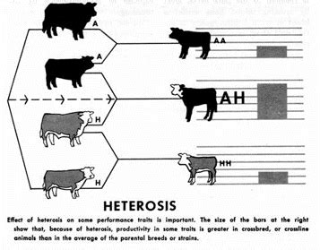 Crossbreeding | Cornell Applied Dairy Cattle Genetics