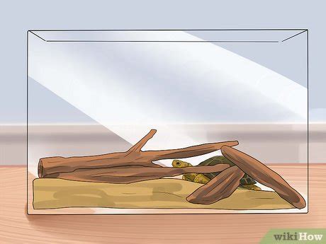 How to Take Care of a Land Turtle (with Pictures) - wikiHow