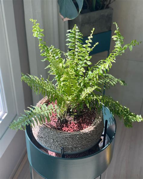 Growing Boston Ferns: Care Tips! | Plantcarefully