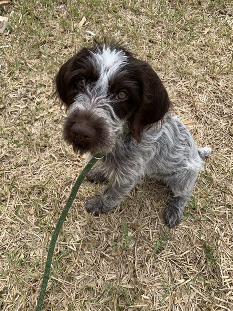 German Wirehaired Pointer Puppies For Sale | St. Augustine, FL #323719