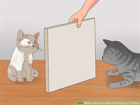 3 Ways To Know If Cats Are Playing Or Fighting Wikihow