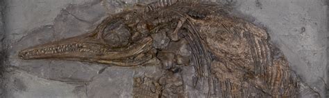 Mary Anning's Ichthyosaur en | Oxford University Museum of Natural History