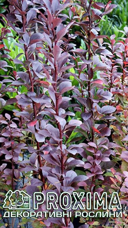 Барбарис Тунберга Ред Рокет Berberis thunbergii Red Rocket купити, ціна ...